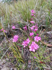 Ixia erubescens