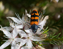 Castiarina crenata