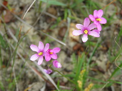Ixia erubescens