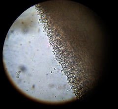 Chromosera