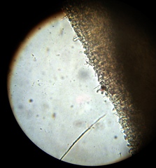 Chromosera