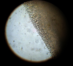 Chromosera