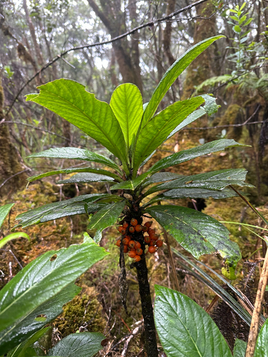 Cyanea kunthiana observed 2025-09-10