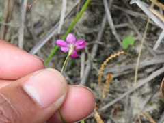 Ixia erubescens