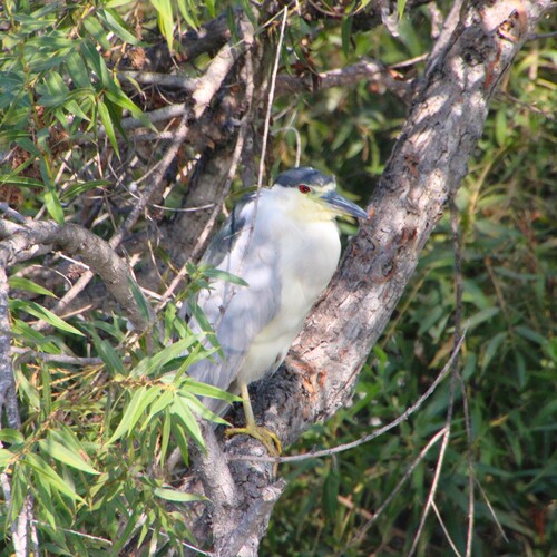 iNaturalist observation photo of Black-crowned Night Heron
