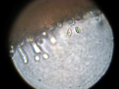Chromosera
