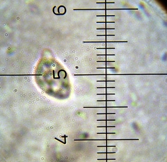Chromosera