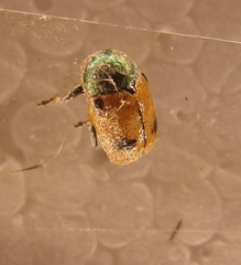 Cryptocephalus laetus