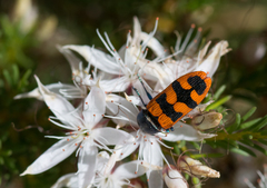 Castiarina crenata
