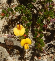 Pultenaea pedunculata
