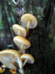 Flammulina mexicana