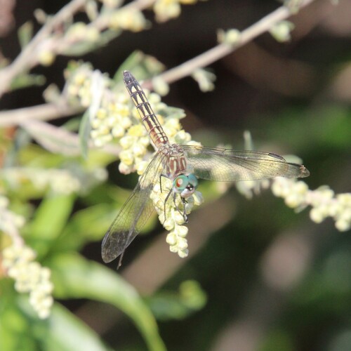 iNaturalist observation photo of Blue Dasher