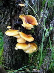 Flammulina mexicana