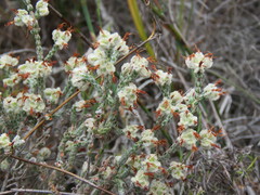 Erica xeranthemifolia