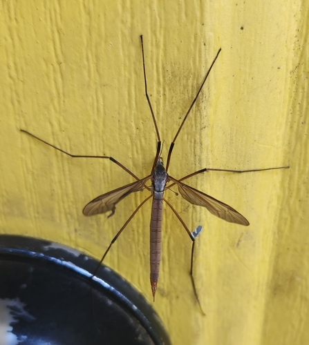 Unknown species found near Snohomish County, US-WA, US