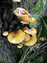 Flammulina mexicana