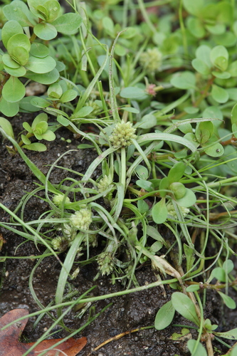 Cyperus michelianus iNat (2)