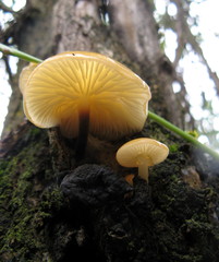 Flammulina mexicana