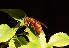 Vespa simillima xanthoptera