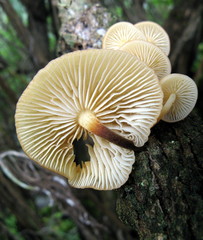 Flammulina mexicana