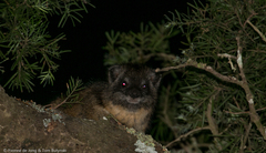 Dendrohyrax arboreus