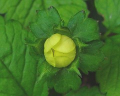 Potentilla indica