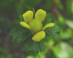 Potentilla indica