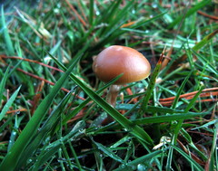 Psilocybe aztecorum