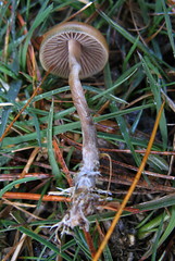 Psilocybe aztecorum