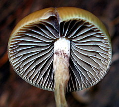 Psilocybe aztecorum
