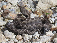 Vipera latastei