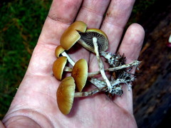 Psilocybe aztecorum