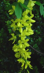 Laburnum
