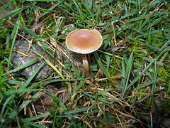 Psilocybe aztecorum