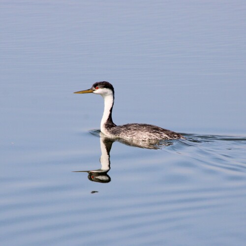 iNaturalist observation photo of Western Grebe