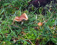 Psilocybe aztecorum
