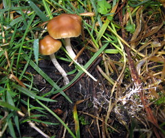 Psilocybe aztecorum
