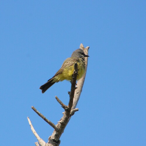 iNaturalist observation photo of Cassin's Kingbird