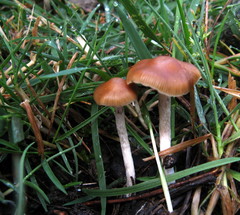 Psilocybe aztecorum