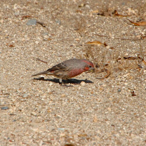 iNaturalist observation photo of House Finch