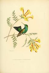 Red-Billed Emerald photo 5