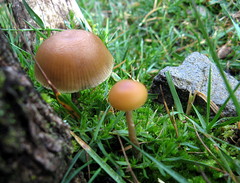 Psilocybe aztecorum