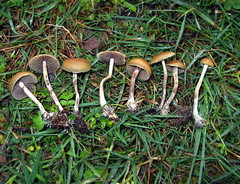 Psilocybe aztecorum