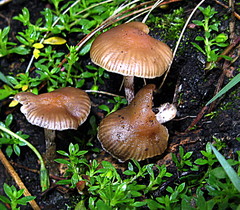 Psilocybe aztecorum