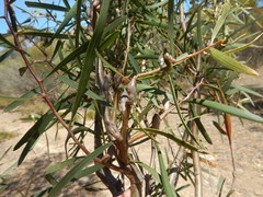 Hakea carinata