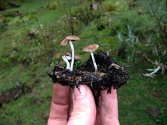 Psilocybe aztecorum