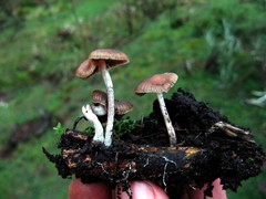 Psilocybe aztecorum