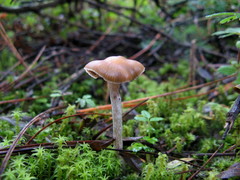 Psilocybe aztecorum
