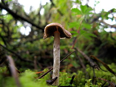 Psilocybe aztecorum