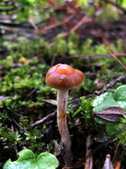 Psilocybe aztecorum